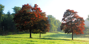 Trees in field